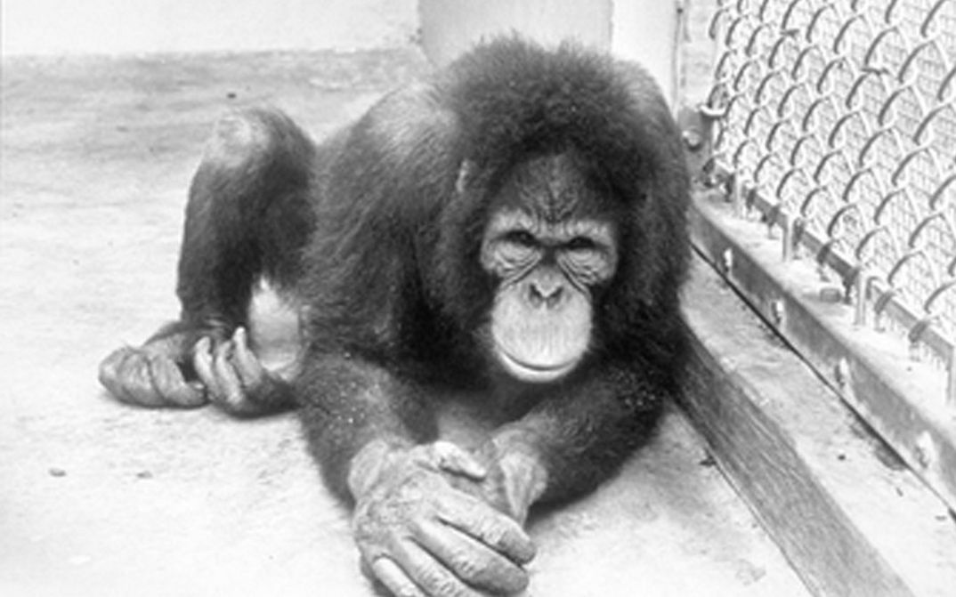 Filmstill aus PRIMATE. Ein Schimpanse sitzt auf dem Boden.