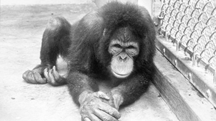 Film still from PRIMATE. A chimpanzee sits on the ground.