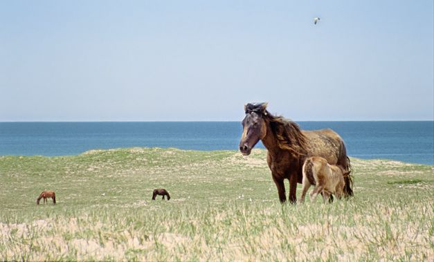Filmstill aus „Geographies of Solitude“ von Jacquelyn Mills. Ein Pferd und einen Fohlen stehen in der Sonne auf einem grasigen Hügel. Im Hintergrund weitere Pferde und das Meer.