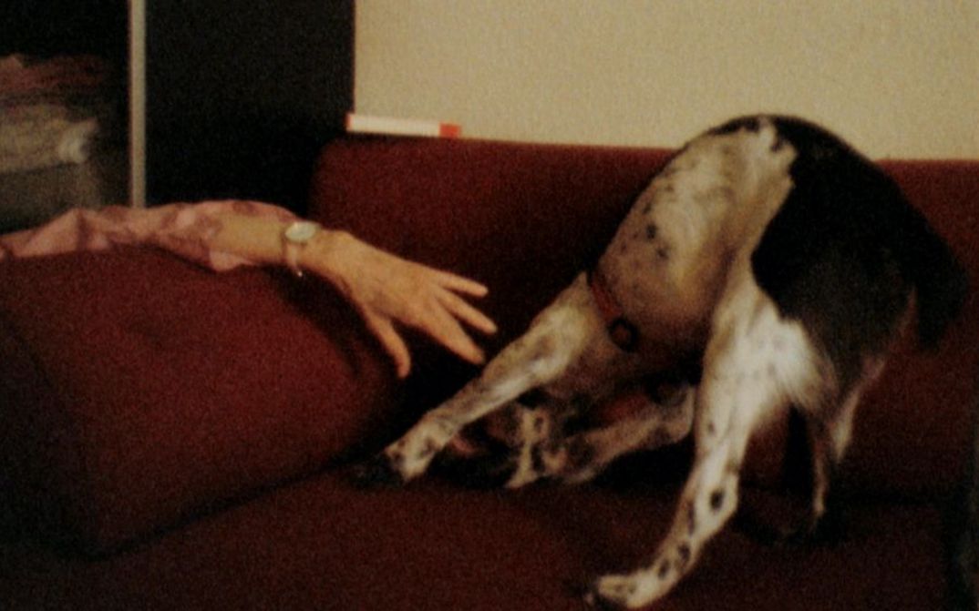 Filmstill aus SPUREN VON BEWEGUNG VOR DEM EIS: Auf einem roten Sofa steht ein Hund. Von links ragt eine Hand übers Sofa.