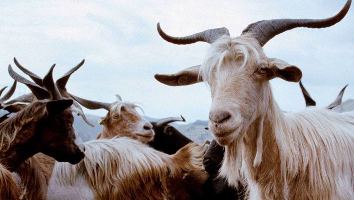 Film still from LE QUATTRO VOLTE: Some goats with horns. There are hills in the background.