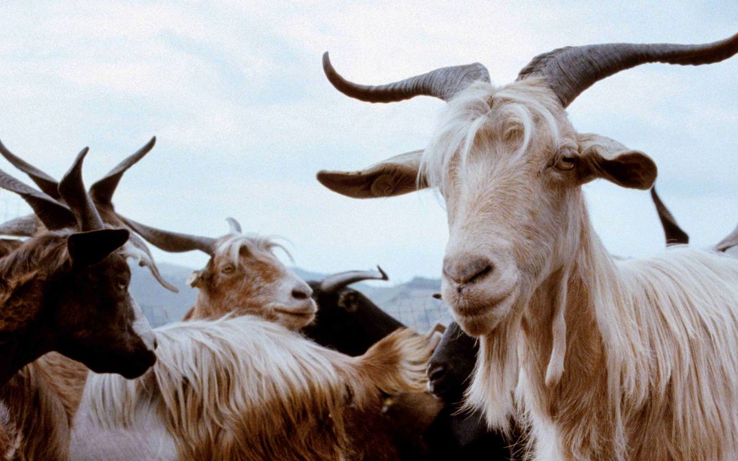 Film still from LE QUATTRO VOLTE: Some goats with horns. There are hills in the background.