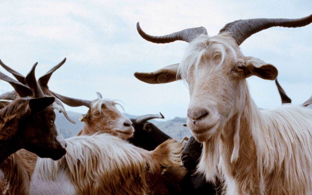 Film still from LE QUATTRO VOLTE: Some goats with horns. There are hills in the background.