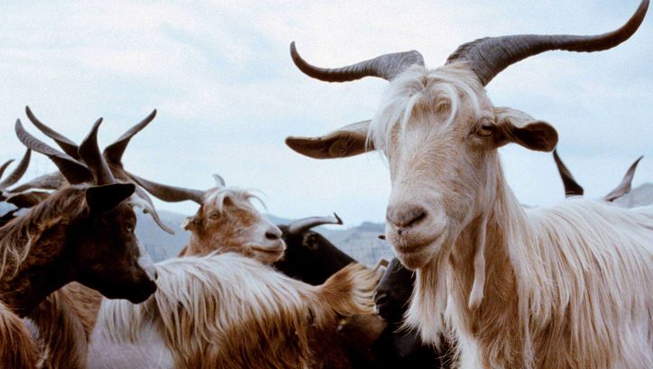 Filmstill aus LE QUATTRO VOLTE: Einige Ziegen mit Hörnern. Im Hintergrund sind Hügel.