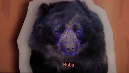 Ein Foto eines schwarzes Bärens, auf dessen Gesicht blaue Linien eine Gesichtserkennungssoftware nachahmen. Unter seinem Gesicht sehen wir den Namen Bubu.
