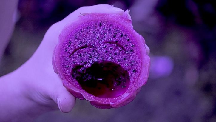 Filmstill aus „Super Natural“. Eine Hand hält eine Drachenfrucht in die Kamera. Die Frucht ist aufgeschnitten. Mit einem Löffel sind Teile der Frucht herausgenommen worden, sodass es aussieht, als hätte sie ein Gesicht mit zwei geschlossenen Augen und einem weit geöffnetem Mund.