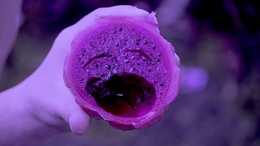 Still from the film "Super Natural". A hand holds a dragonfruit cut in half, with some fruit removed to look like a crying face. 