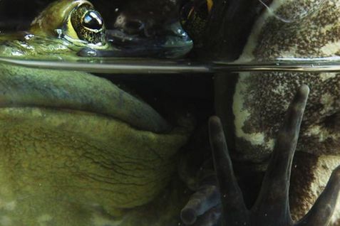 Filmstill aus dem Film „The Lamps“ von Shelly Silver.