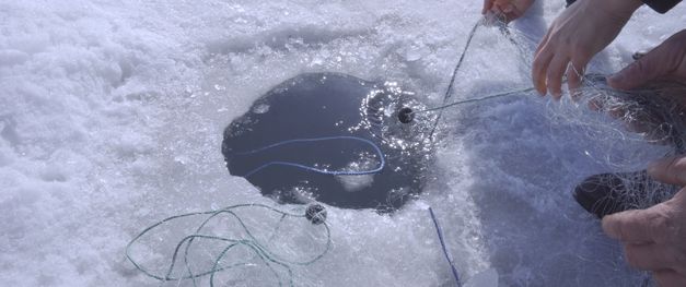 Nahaufnahme eines Lochs im Eis, in dem die Schnüre gelegt werden. Rechts im Bild sind vier Hände zu sehen, die an den Schnüren arbeiten. 