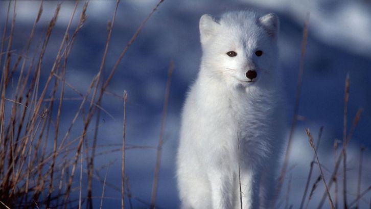 Filmstill aus DER WEISSE PLANET: Ein Polarfuchs in einer Schneelandschaft.