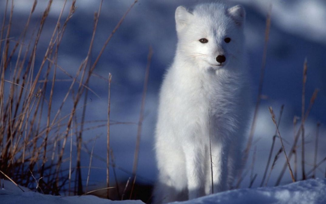 Filmstill aus DER WEISSE PLANET: Ein Polarfuchs in einer Schneelandschaft.