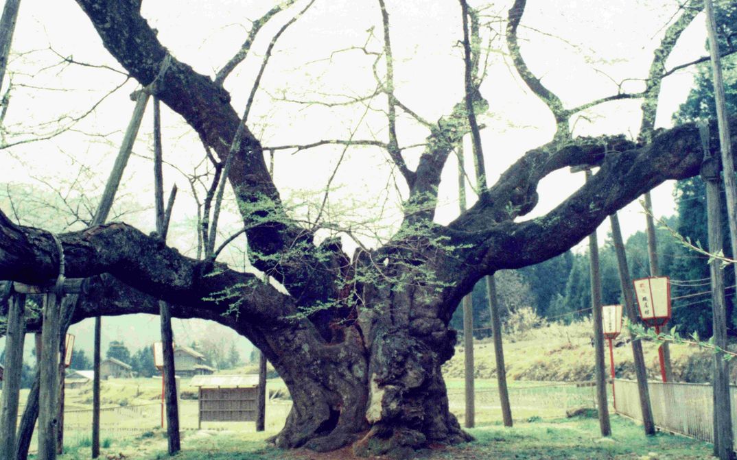 Film still from THE CHERRY TREE WITH GRAY BLOSSOMS: An old tree with thick branches supported by wooden beams. Small huts and greenery in the background.