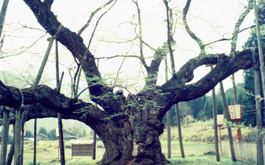 Film still from THE CHERRY TREE WITH GRAY BLOSSOMS: An old tree with thick branches supported by wooden beams. Small huts and greenery in the background. 