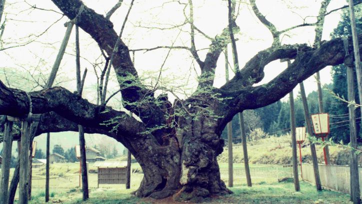Film still from THE CHERRY TREE WITH GRAY BLOSSOMS: An old tree with thick branches supported by wooden beams. Small huts and greenery in the background. 