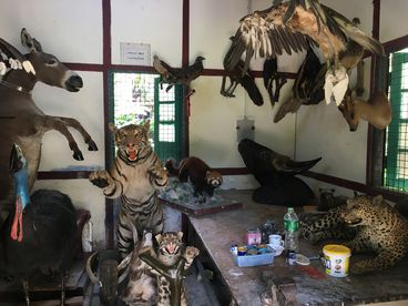 A behind-the-scenes shot of a bunch of taxidermied wild animals.