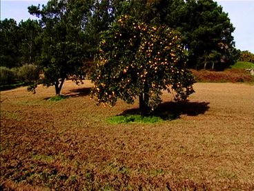 Still from the film "Terra que marca (Striking Land)" by Raul Domingues. A fruit tree in a field, the branches bending heavily with fruits.