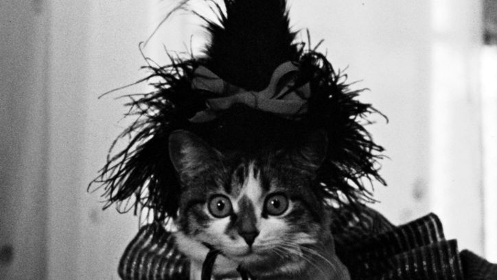 Filmstill aus THE LOVELY MONTH OF MAY: Eine Katze mit einem Puschel auf dem Kopf.