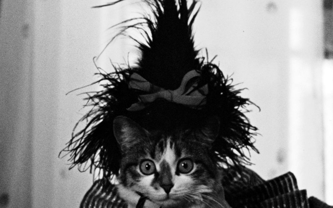 Filmstill aus THE LOVELY MONTH OF MAY: Eine Katze mit einem Puschel auf dem Kopf.