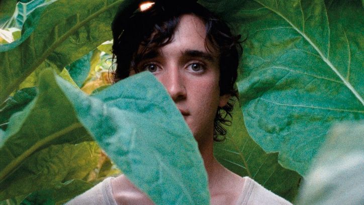 Film still from LAZZARO FELICE. A young man is half covered by large leaves.