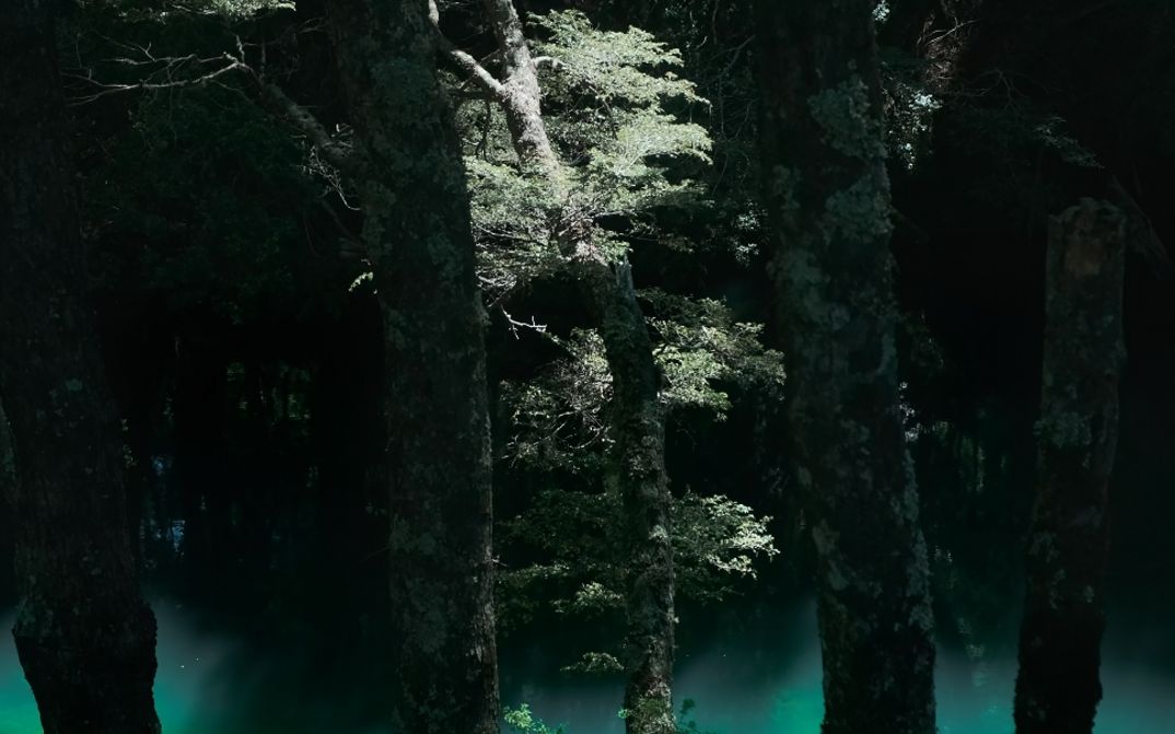 Dense forest with tall tree trunks, patches of light filtering through the canopy.