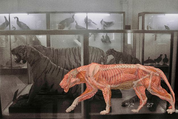 Film still from Prapat Jiwarangsan’s film “Myanmar Anatomy”. A black-and-white image of birds and tigers in glass cases, seemingly in a zoo, overlayed with a colour image of another tiger with invisible skin, its internal body and bones on display. 