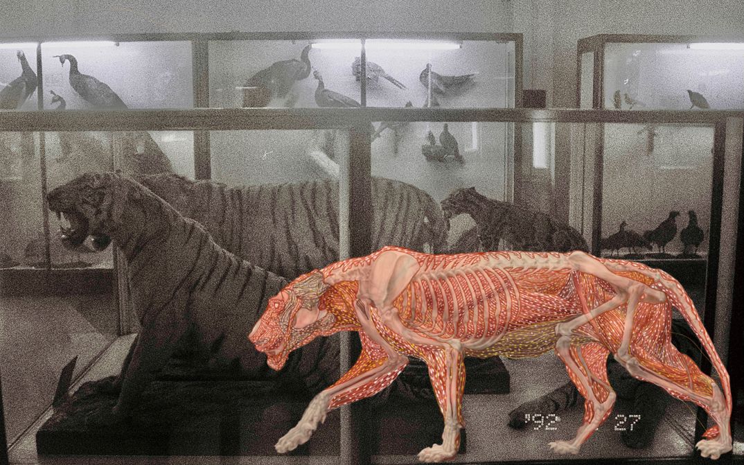 Film still from Prapat Jiwarangsan’s film “Myanmar Anatomy”. A black-and-white image of birds and tigers in glass cases, seemingly in a zoo, overlayed with a colour image of another tiger with invisible skin, its internal body and bones on display. 