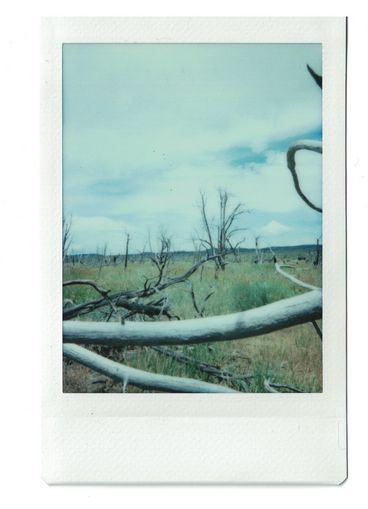 Polaroid of dead trees trunks and branches, with other dead trees in the background