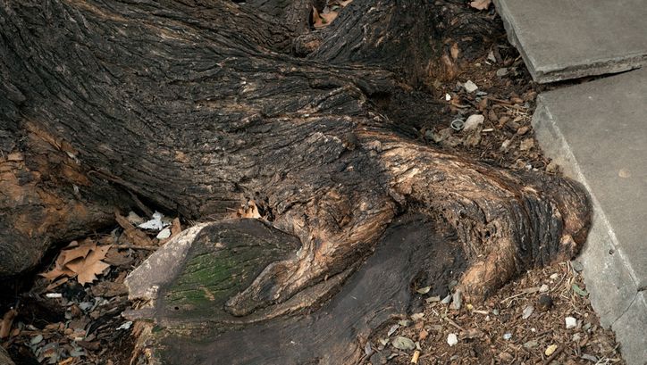 Film still from BERLIN UNDERGROUND: Detailed view of a tree root, surrounded by concrete.