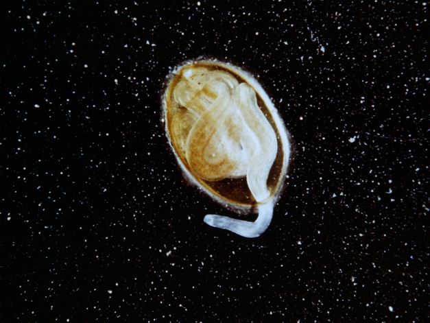 Film still from Zuza Banasińska’s film “Grandmamauntsistercat”. A microscopic view of a cell from which something seems to be escaping, against the background of a starry sky. 