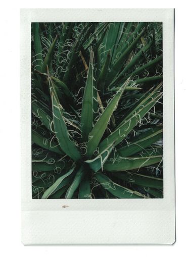 Polaroid of green cacti in close-up.
