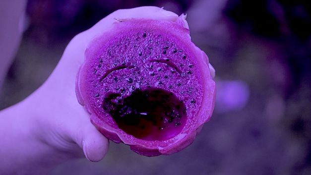 Still from the film "Super Natural". A hand holds a dragonfruit cut in half, with some fruit removed to look like a crying face. 