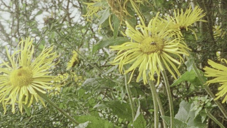 Filmstill from ""Bing in a Place – A Portrait of Margaret Tait" by Luke Fowler. Close up of wild plants with yellow flowers.