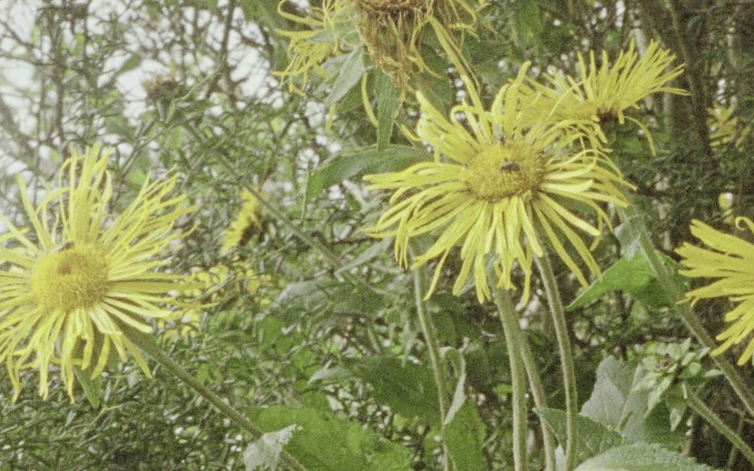 Filmstill aus „Being in a Place – A Portrait of Margaret Tait" von Luke Fowler. Nahaufnahme von wilden Pflanzen mit gelben Blüten.