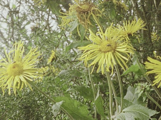 Filmstill aus „Being in a Place – A Portrait of Margaret Tait" von Luke Fowler. Nahaufnahme von wilden Pflanzen mit gelben Blüten.