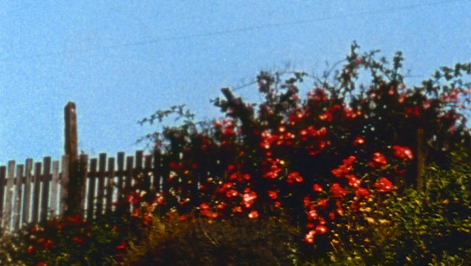Film still from ALL MY LIFE: Lush red flowers are blooming in a meadow, with a fence and the blue sky behind them.