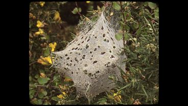 It shows a close-up of bushes, weeds and flowers. Part of it is covered with an opaque spider