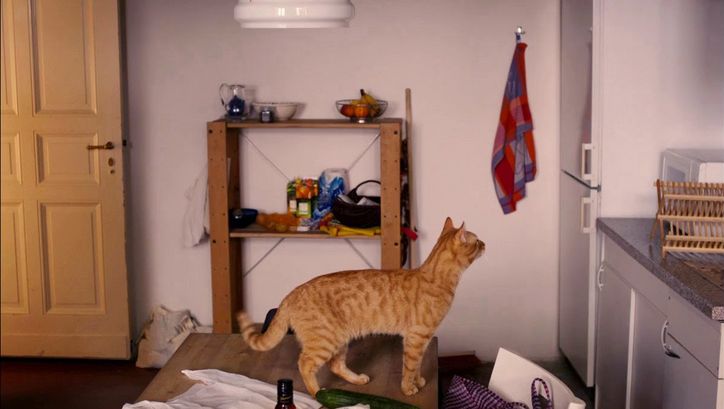 Filmstill aus DAS MERKWÜRDIGE KÄTZCHEN: In einer Küche steht eine Katze auf dem Tisch.