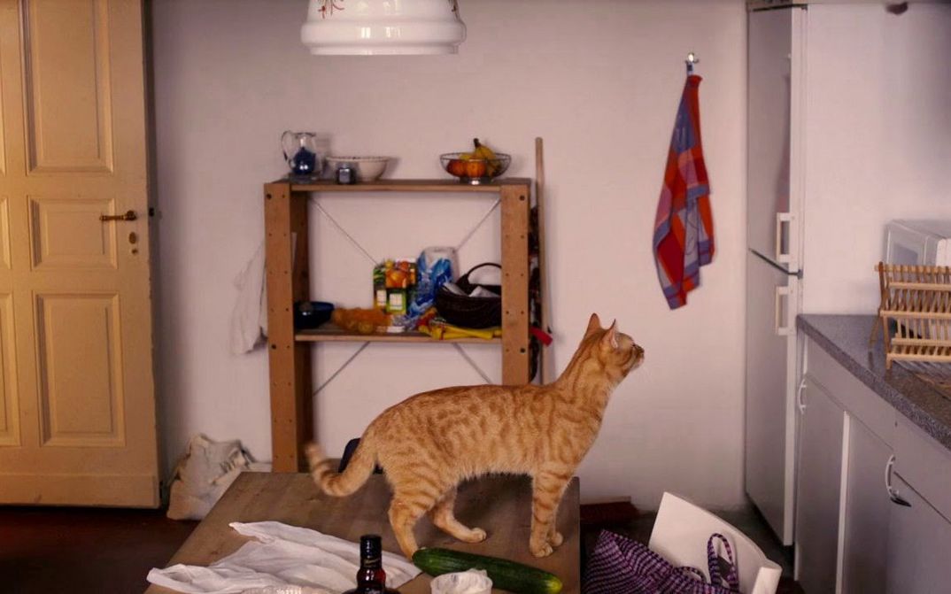 Film still from THE STRANGE LITTLE CAT: A cat is standing on the table in a kitchen.