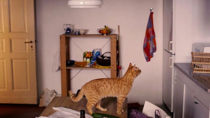 Film still from THE STRANGE LITTLE CAT: A cat is standing on the table in a kitchen.