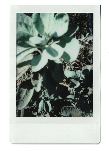 Polaroid of pale green plants in a a blurry close-up.