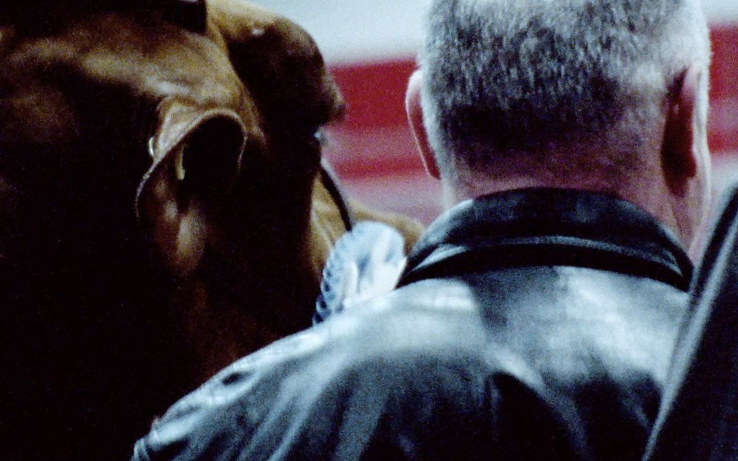 Filmstill aus dem Film "Surface Rites" von Parastoo Anoushahpour, Faraz Anoushahpour und Ryan Ferko. Man sieht den Hinterkopf eines Mannes neben einer Kuh.