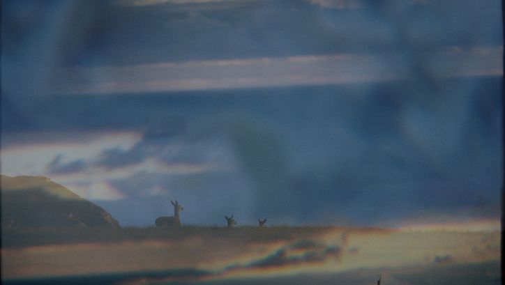 Film still from Emilia Beatriz’s film “barrunto”. A foggy image -- three animals, seemingly deer, trod along a barren landscape.
