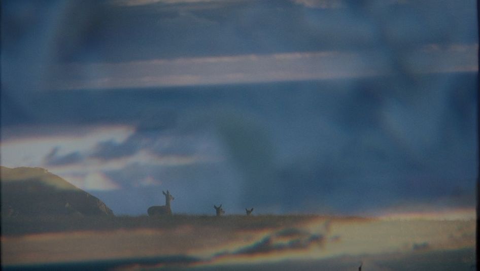 Film still from Emilia Beatriz’s film “barrunto”. A foggy image -- three animals, seemingly deer, trod along a barren landscape.