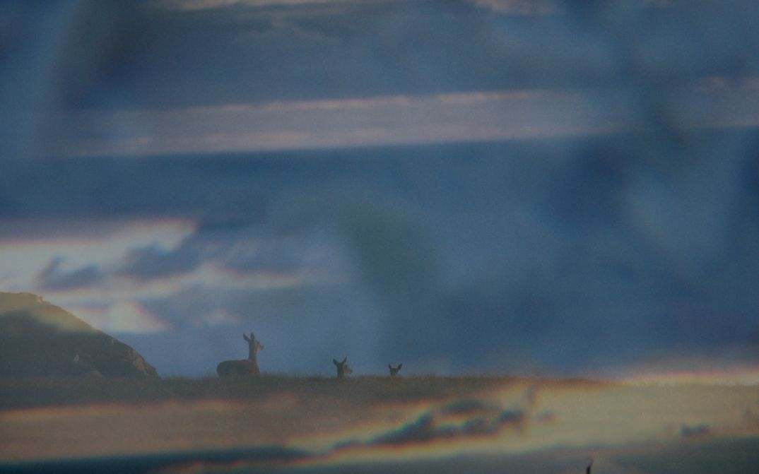 Film still from Emilia Beatriz’s film “barrunto”. A foggy image -- three animals, seemingly deer, trod along a barren landscape.