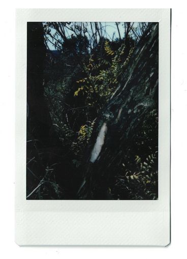 Polaroid of a dark forest scene, with yellow leaves amidst the brown trunks and branches. 