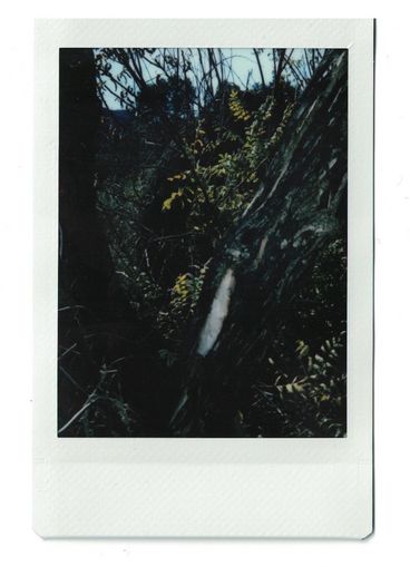 Polaroid einer dunklen Waldszenerie mit gelben Blättern zwischen den braunen Stämmen und Ästen.