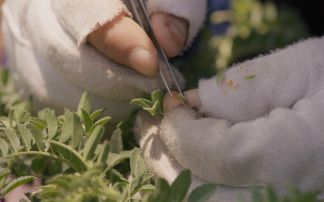 Filmstill aus WILD RELATIVES: Nahaufnahme von zwei Händen, die mit einer Pinzette die Samen einer Pflanze entnehmen.
