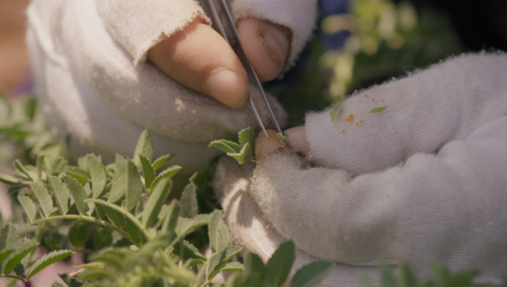 Film still from WILD RELATIVES: Close-up of two hands using tweezers to remove seeds from a plant.