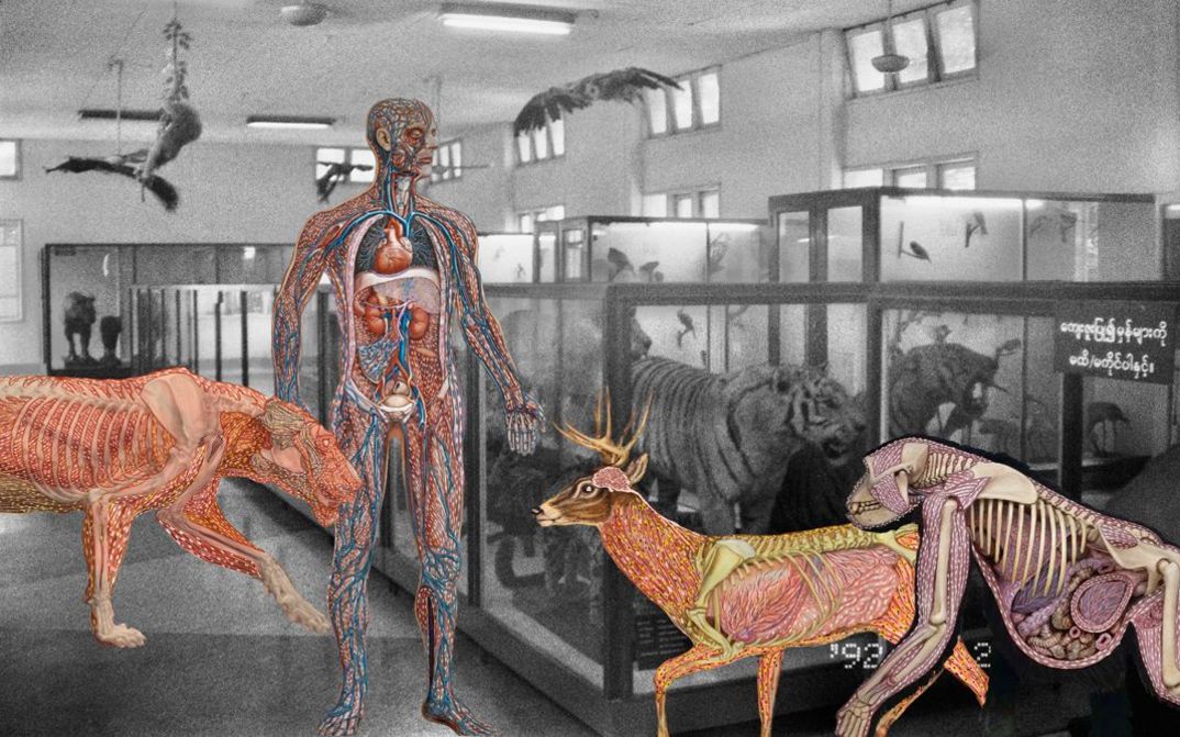Film still from Prapat Jiwarangsan’s film “Myanmar Anatomy”. A black-and-white image of animals in glass cases, seemingly in a zoo, overlayed with colour images of a human, a tiger, a deer and a monkey, all with invisible skin, all their internal bodies on display.