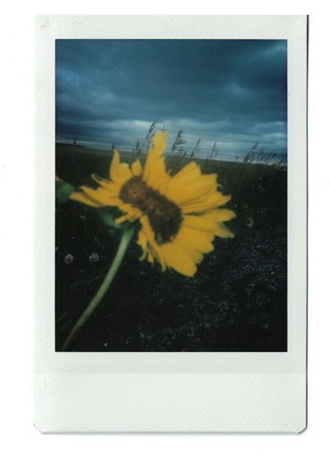 Polaroid einer Sonnenblume mit einem dunklen Feld und grauen Wolken im Hintergrund.